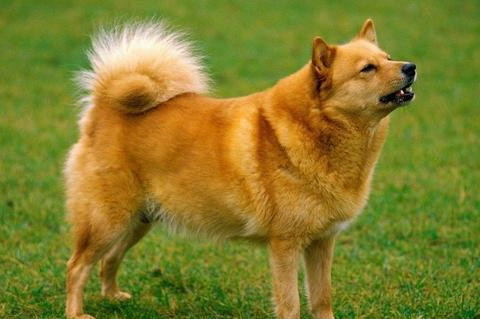 追求完美的生肖女人