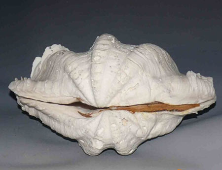 白砗磲的作用和功效