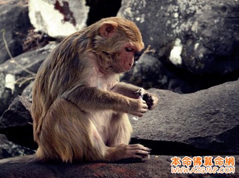 属猴的几月出生财运旺