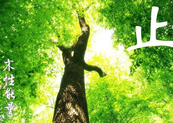 以五行为木的汉字全集