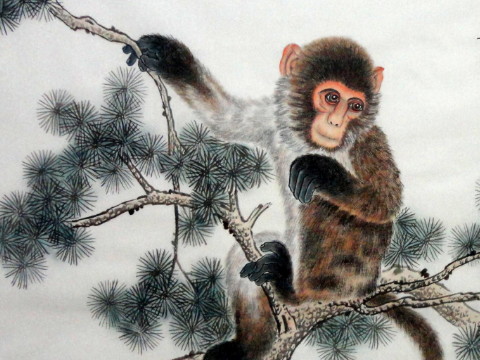 1956年的猴子到2021年有多大