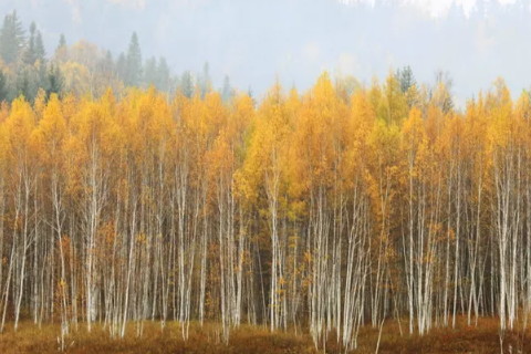 不擅长理财的八个角色