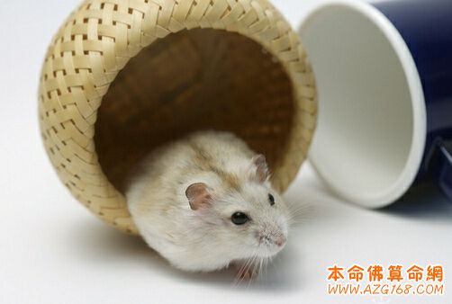 1996年属鼠的人是什么命