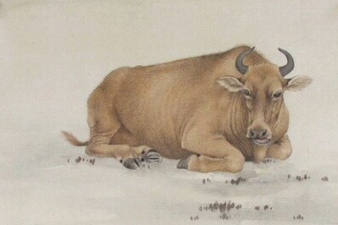 最直接的生肖女人