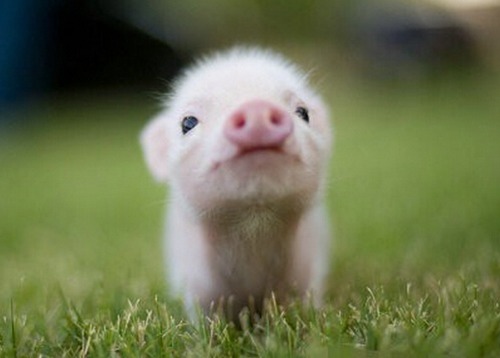 属猪几月出生最好命