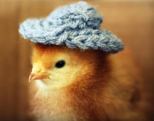 2014年是属于鸡的人的完整集合