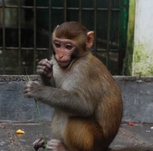 属猴人出生月命运如何