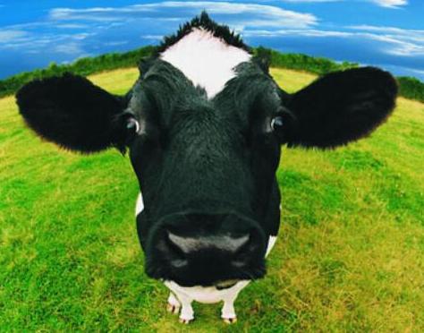 公牛的最佳搭配是什么