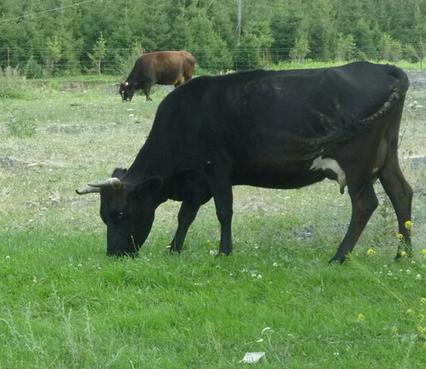 最适合养牛的属是什么