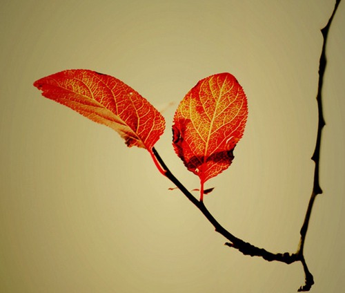 一个漂亮的单词网名