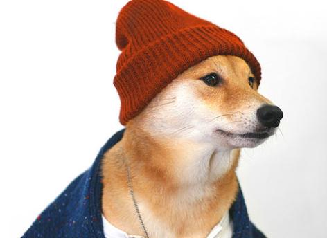 对一只狗来说，最好的标志是什么