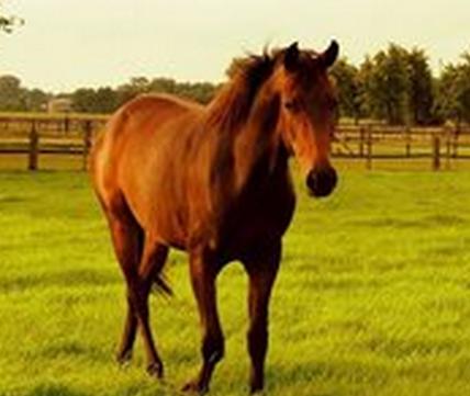 母马的最佳搭配是什么