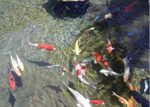 家里养什么鱼对风水好