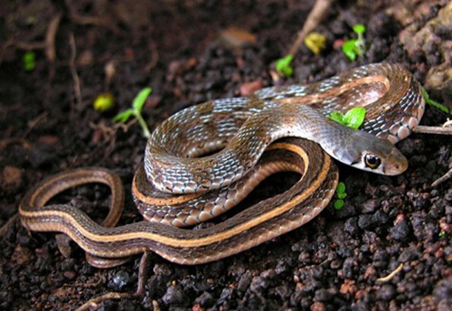 属蛇的命运如何