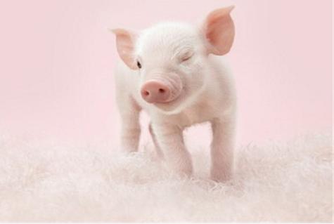 猪应该配什么标志