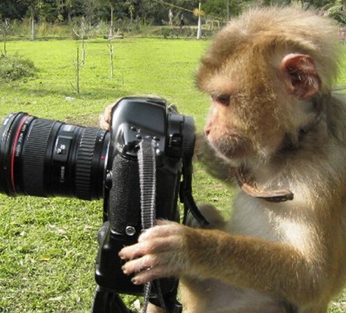 属猴几月出生好呢