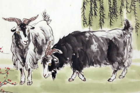 特别有气质的生肖女