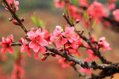 2020年最红火的生肖