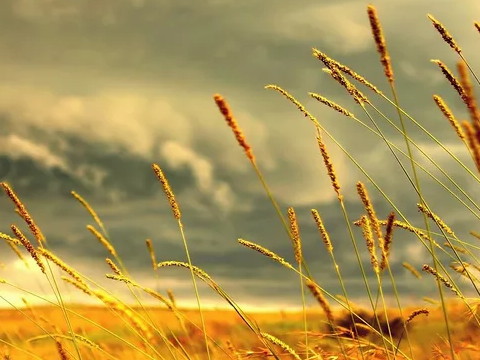 贾母和吴土结婚幸福吗?