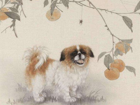 它是狗的女性性格和爱情观