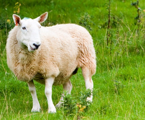 2014年马年羊的人运分析