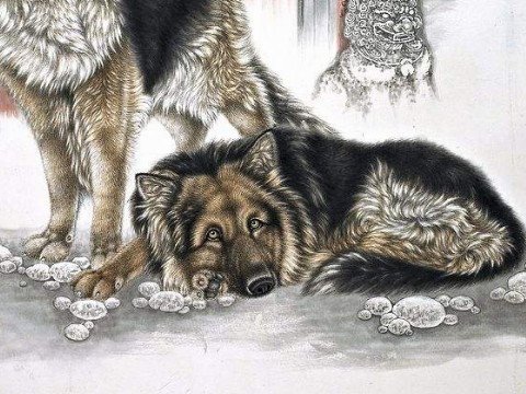 1970年和2021年狗狗的幸运色是什么