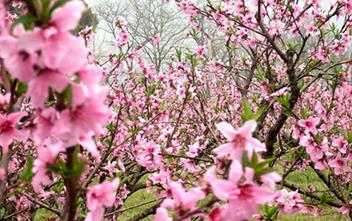 利用你的桃花位置让桃花盛开