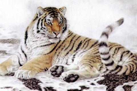 拥有美丽和智慧的生肖女人