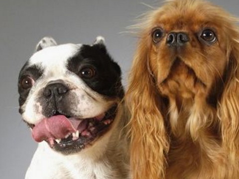 分析1994年一只狗的生活