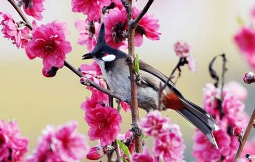 2017年这些人最容易遇到桃花姻缘