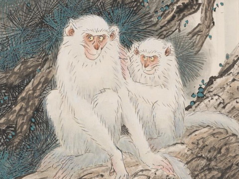 猴人出生没几天就有好运气