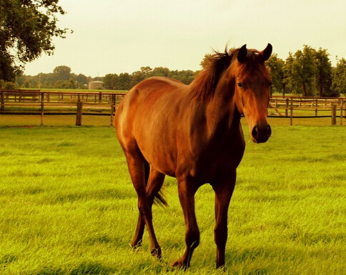 属马几月出生好呢