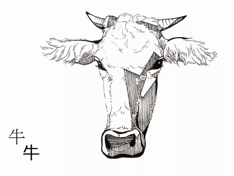 属牛几月犯月