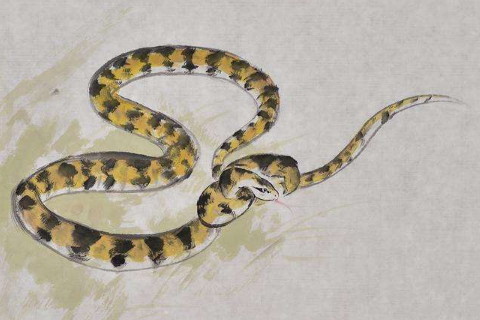 天生魅力最强的生肖女