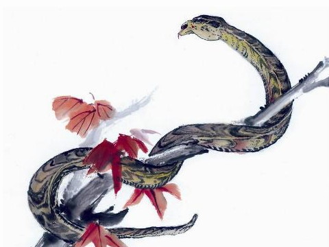 难道生蛇时的男孩沈的命运好吗