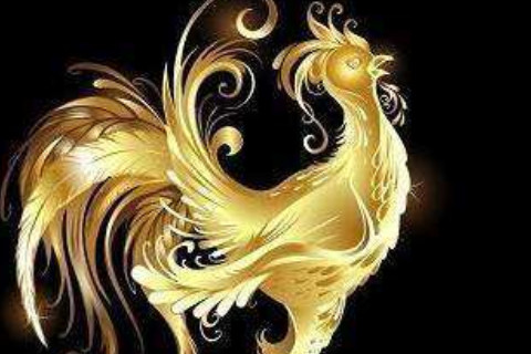 鸡的特征是什么