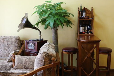 如果你能好好利用财富树，它将有助于你的财富