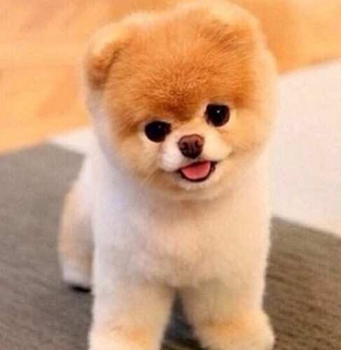 属狗的几月出生最好命阴历男孩女孩