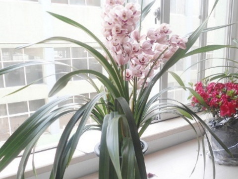 在办公室摆放鲜花有哪些风水问题