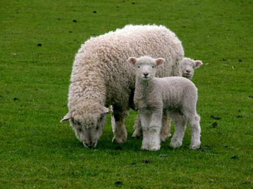 属羊的几月出生最好命阴历男孩女孩