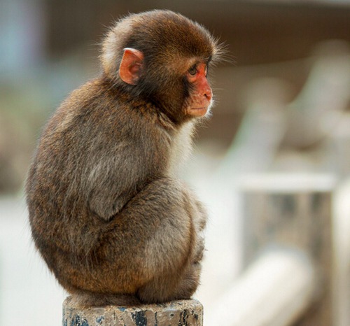 属猴人出生时的命运是怎样的