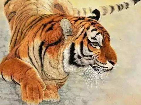 1962年老虎的生活是怎样的？生于1962年，是老虎的五行