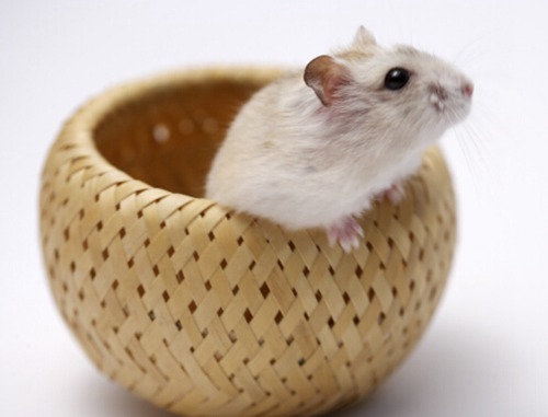 属鼠几月出生最好命