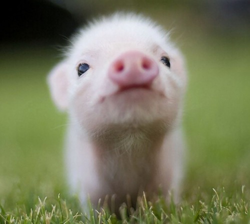 属猪的命运如何