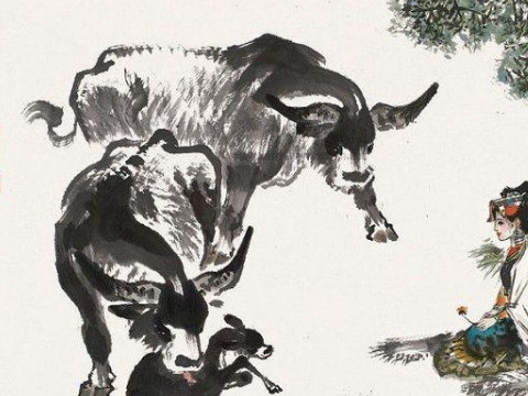 85头牛35岁后幸运吗