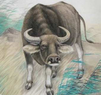 十二生肖牛最佳情感伴侣