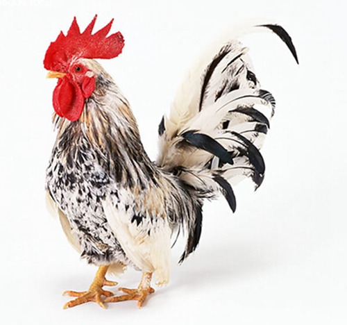 1993年是什么生肖