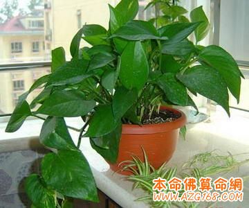 办公室植物摆放的风水