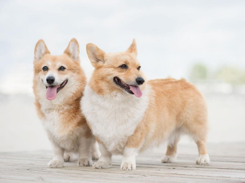 91只公绵羊94只母狗在一起，对吗？母狗会嫁给公羊吗？