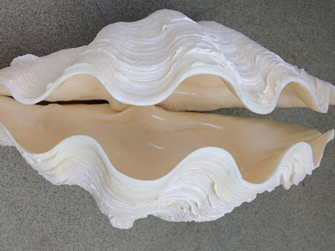 库氏砗磲的作用和特点